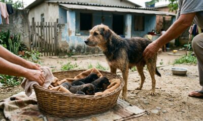 Filhotes abandonados são encontrados em uma cesta e recebem uma nova chance