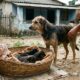 Filhotes abandonados são encontrados em uma cesta e recebem uma nova chance