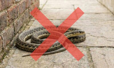As 4 plantas mais úteis para deixar o quintal menos atraente para cobras