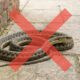 As 4 plantas mais úteis para deixar o quintal menos atraente para cobras