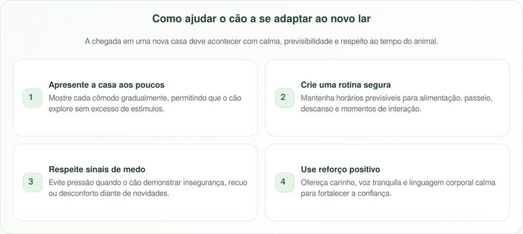 Uncle, o cão resgatado, perdeu o medo da nova casa quando descobriu o quintal