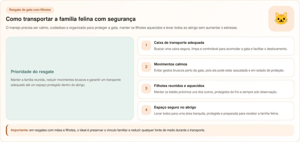 Funcionários Da Limpeza Encontram Mãe Amamentando Filhotes Em Uma Caixa De Mandarim