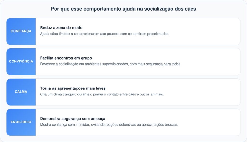 Louie, o cão de assistência do abrigo que aguarda um lar há mais de 1.000 dias