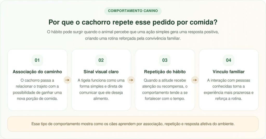 Cão Buckwheat leva tigela de comida para a casa ao lado e surpreende sua tutora