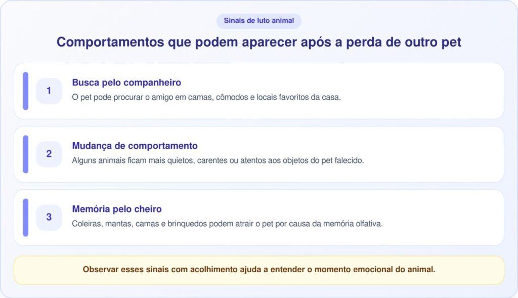 Gato enlutado emociona ao sentir falta do melhor amigo na cama dele