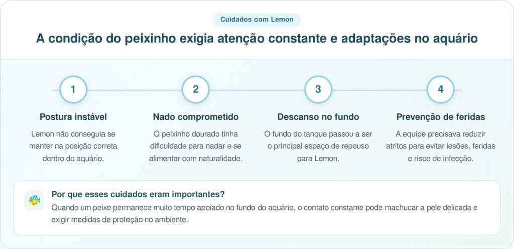 Peixinho dourado recebe mochilinha super fofa para nadar direitinho