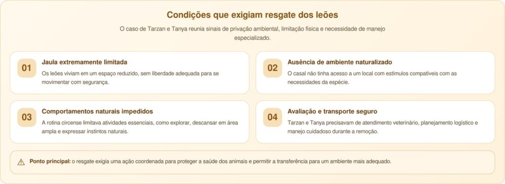 Casal de leões finalmente se reencontra depois de resgate emocionante