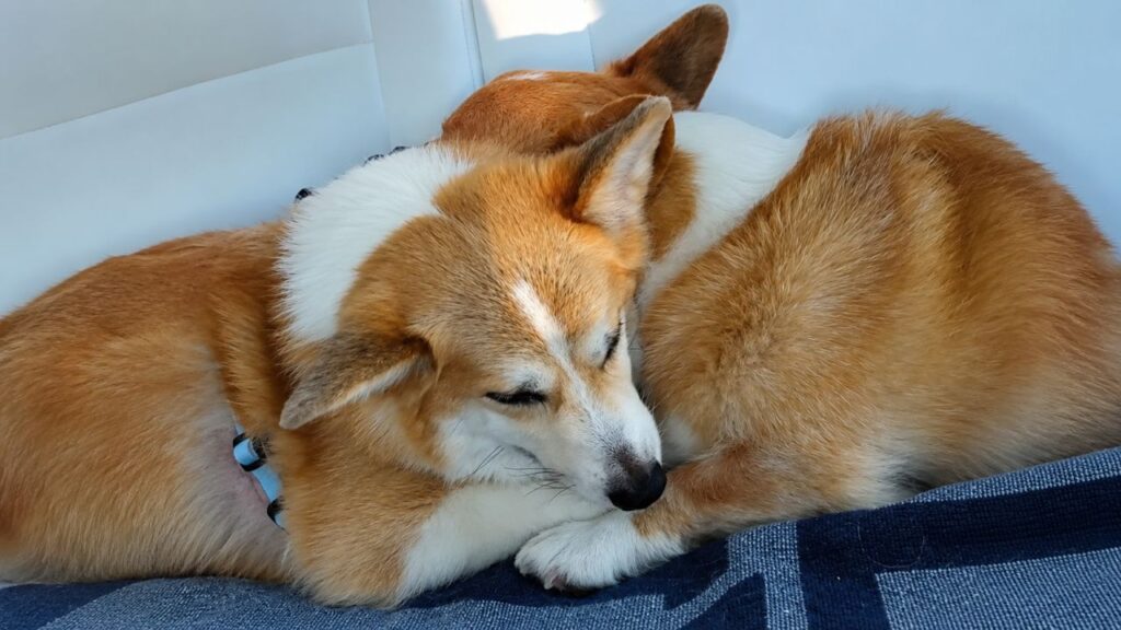 Corgi mal-humorado consola o irmãozinho doente após visita ao veterinário