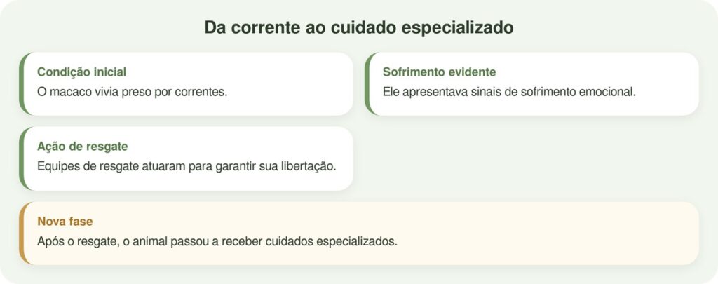 Macaco acorrentado que se autoflagelava finalmente ganha a liberdade