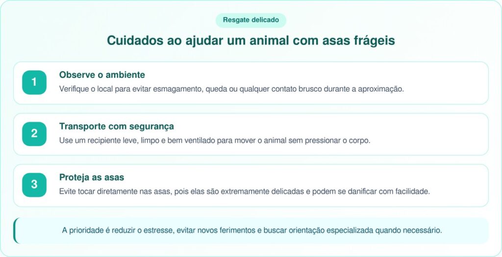 Borboleta presa é salva após mulher ouvir som de asas e encontrar abrigo escondido