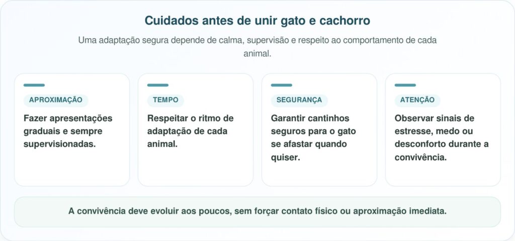 Gato esperou a vida toda por um melhor amigo canino