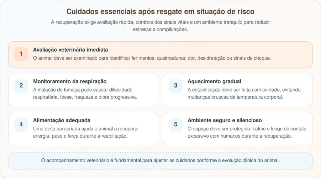 Bombeiros salvam gatinha das cinzas de incêndio florestal e revelam sua verdadeira identidade