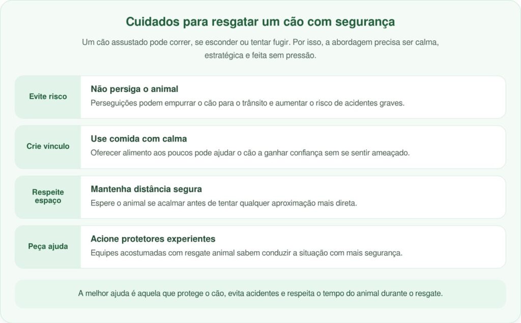 Dois poodles abandonados no meio da estrada aguardam família que não voltou