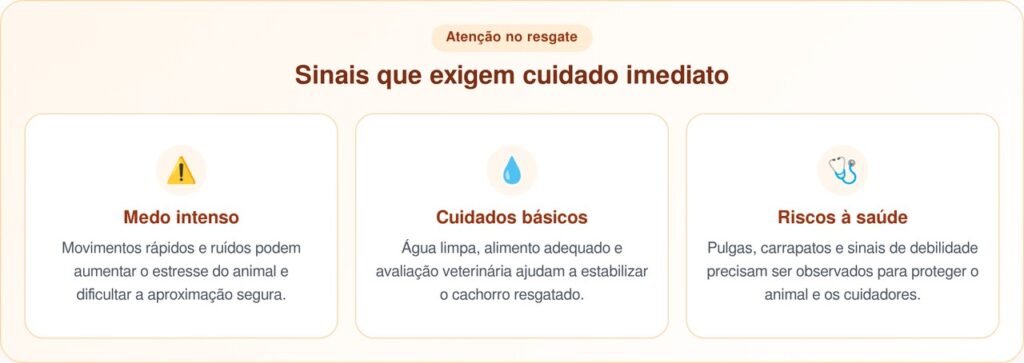 Filhotes abandonados cercam visitante em cemitério em busca de ajuda