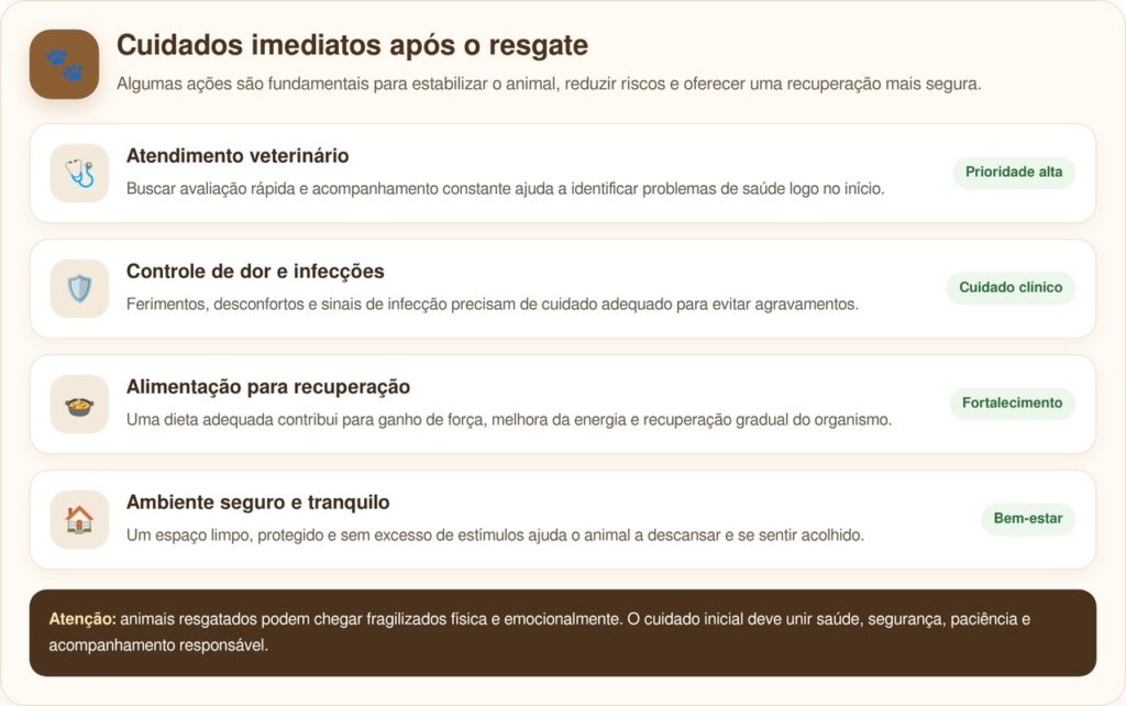 Cavalo ferido surpreende ao se recuperar após chance zero de sobrevivência