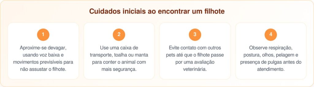 Gatinho minúsculo é encontrado sozinho em ponte e ganha uma nova chance