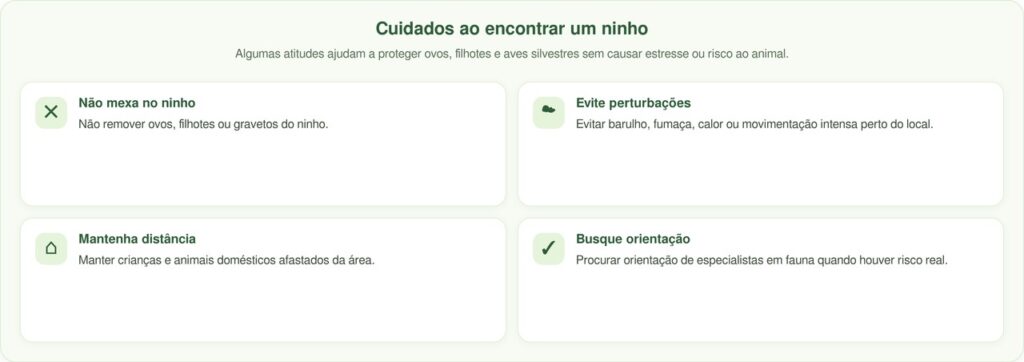 Família de pássaros é achada morando dentro de uma churrasqueira