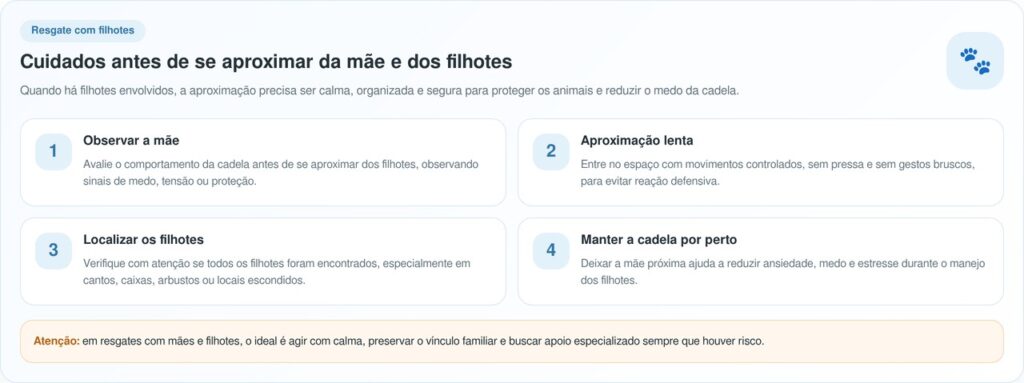 Cadela Guia Socorrista Até Uma Caverna Escondida Para Salvar Seus Filhotes