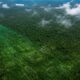 Varredura aérea revelou sinais surpreendentes de ocupação antiga escondidos sob a floresta