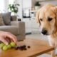 Uvas e passas podem causar intoxicação grave e lesão renal aguda em cães