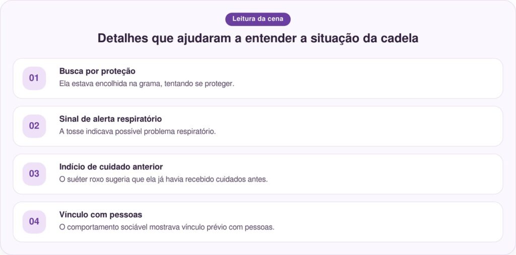 Cachorro abandonado é encontrado enrolado em parque usando suéter roxo