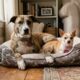 Cães de abrigo formam dupla improvável e acham um lar juntos