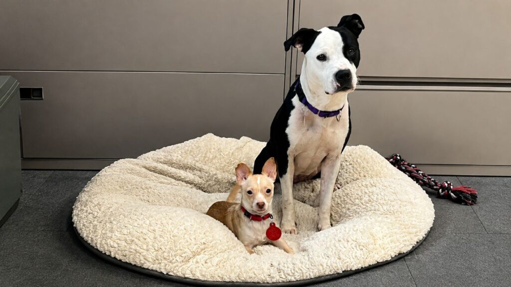 Cães de abrigo formam dupla improvável e acham um lar juntos