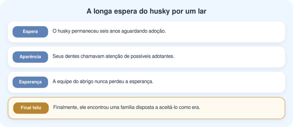 Husky passa 6 anos em abrigo por causa dos dentes e finalmente vai para casa