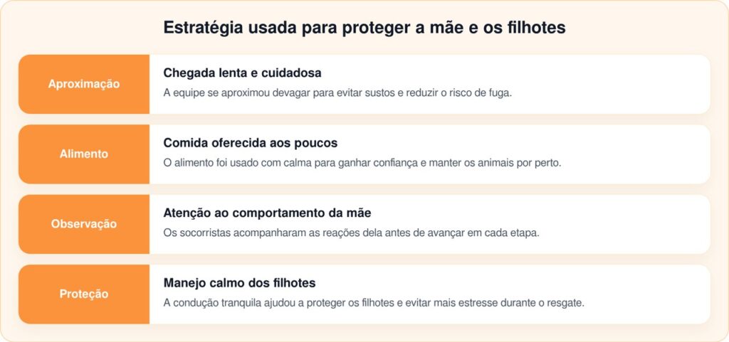 Pequena família de cães abandonada em pomar corre até carro para pedir ajuda