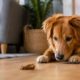 Um alimento simples pode ajudar na saúde bucal dos cães e reduzir o mau hálito quando usado corretamente