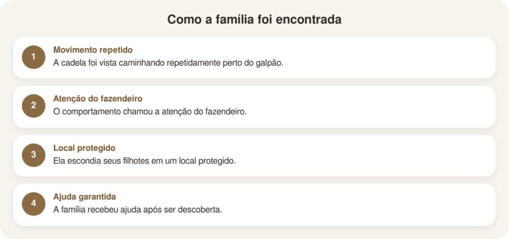Fazendeiro avista cadela misteriosa perto do galpão e descobre que ela escondia algo