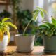 Erros simples de cuidado podem enfraquecer as plantas aos poucos