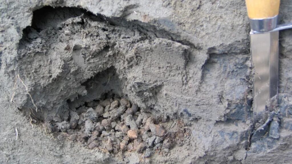 Cientistas analisam fezes de 700 mil anos e encontram uma surpresa enorme escondida no Ártico