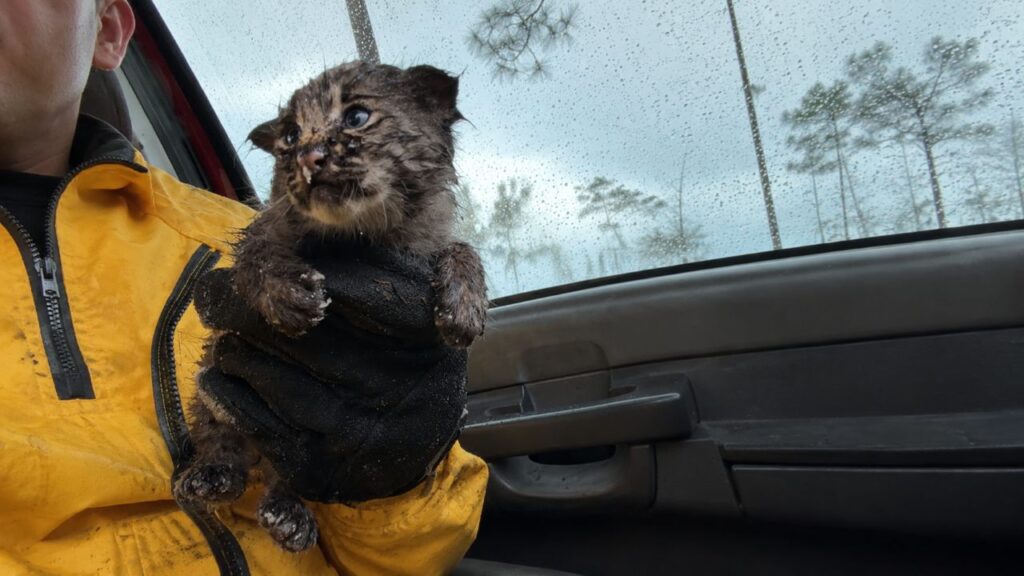 Bombeiros salvam gatinha das cinzas de incêndio florestal e revelam sua verdadeira identidade