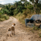 Filhote de Cachorro Para Carro e Guia Socorrista Até Seus Irmãos em Sofá Abandonado