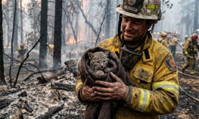Bombeiros salvam gatinha das cinzas de incêndio florestal e revelam sua verdadeira identidade