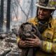 Bombeiros salvam gatinha das cinzas de incêndio florestal e revelam sua verdadeira identidade