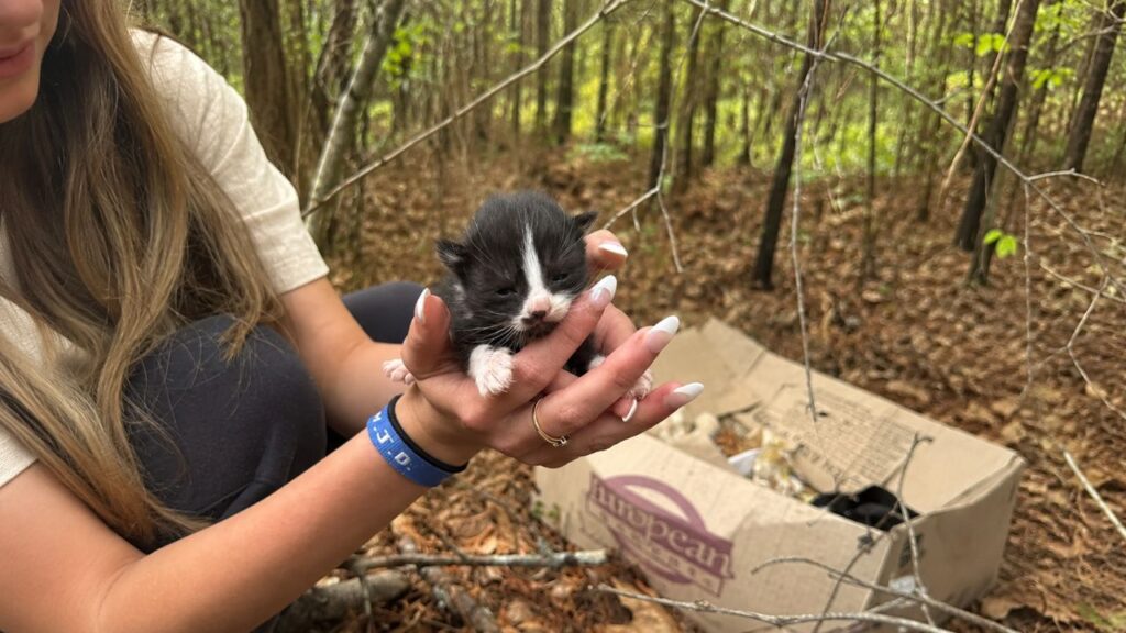 Mulher salva família de gatos da floresta e vê parto acontecer no carro