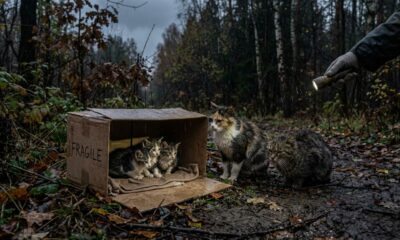 Mulher salva família de gatos da floresta e vê parto acontecer no carro