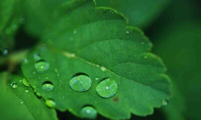 Como surgem as gotas de orvalho nas plantas