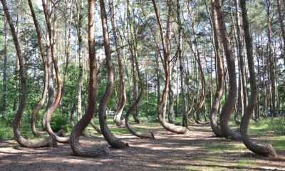 Conheça a Floresta Torta, o bosque polonês que desafia as leis da natureza e intriga cientistas