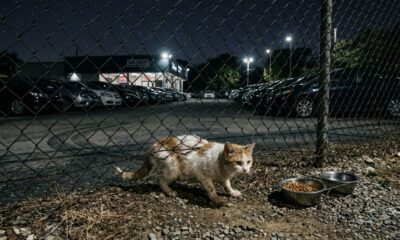 Gata rasteja por baixo da cerca de concessionária em busca de uma nova casa