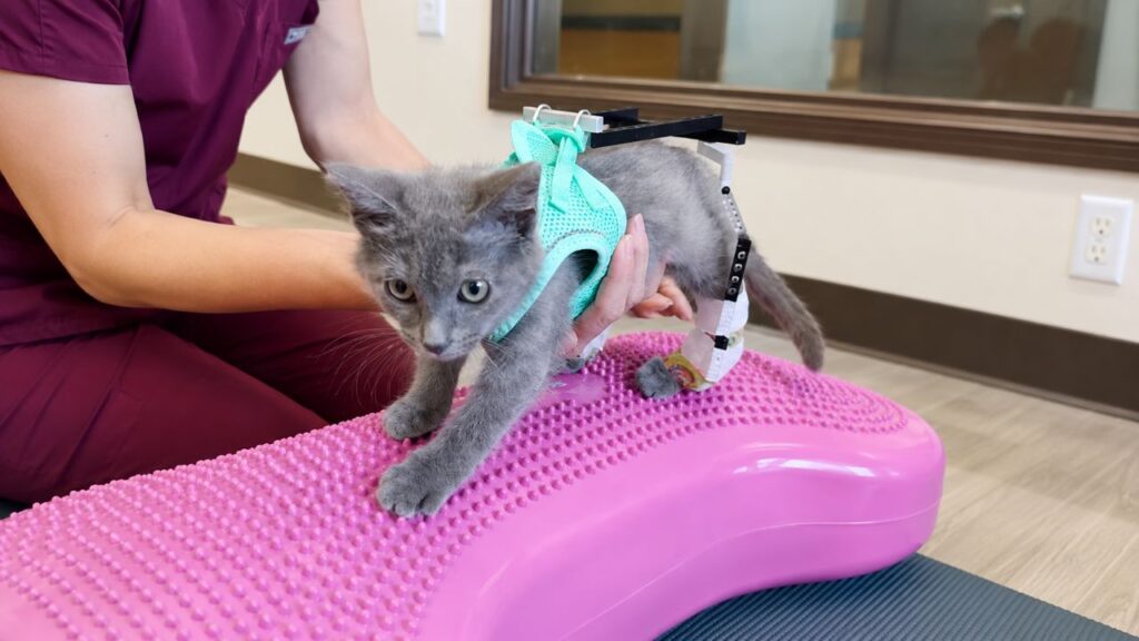 Gatinho minúsculo recebe roupa de LEGO para aprender a andar