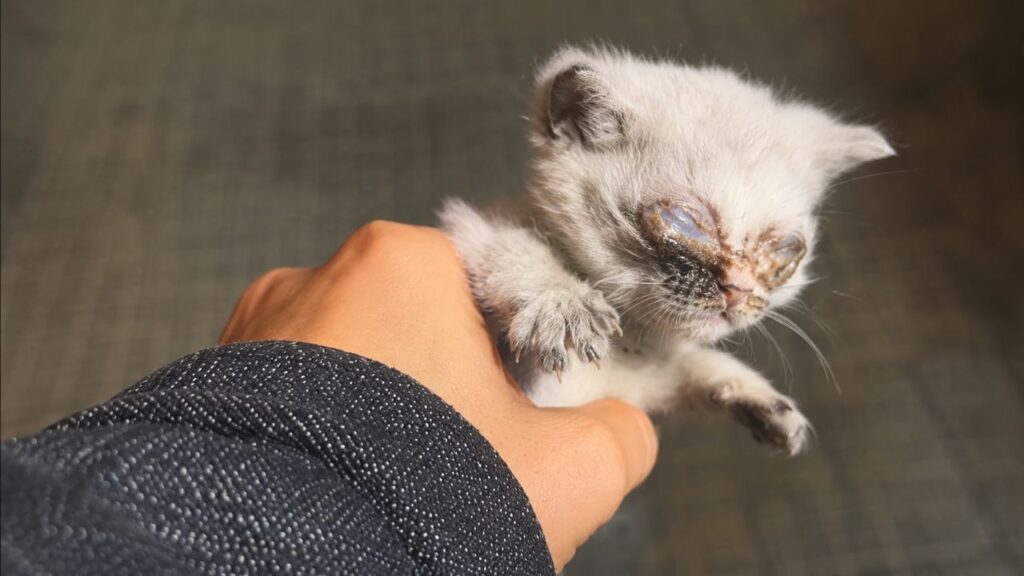 A vida de um gatinho cego mudou para sempre em frente a uma farmácia