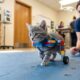 Gatinho minúsculo recebe roupa de LEGO para aprender a andar