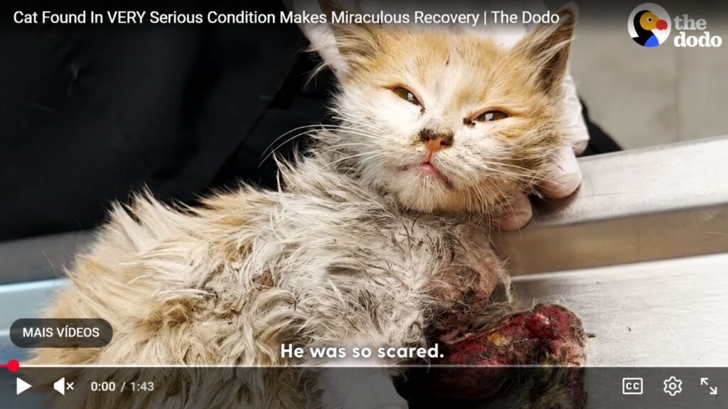 Gato Encontrado Em Estado Grave Tem Recuperação Milagrosa