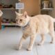 Gato Encontrado Em Estado Grave Tem Recuperação Milagrosa