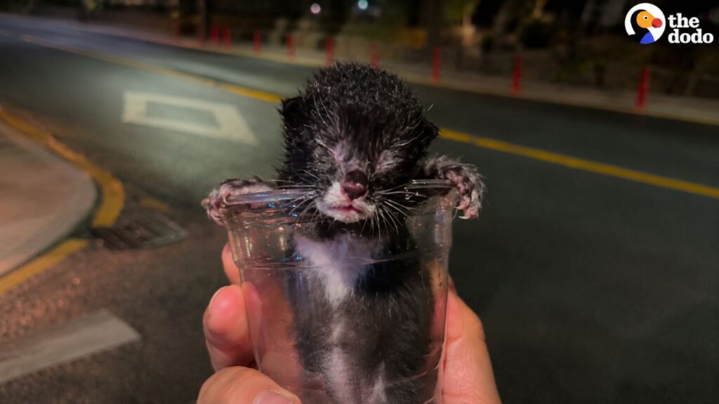 Homem salva gatinho vulnerável com copo do Starbucks