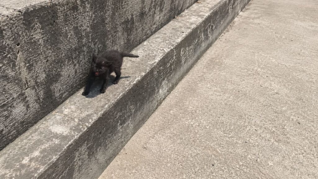 Gatinho minúsculo é encontrado sozinho em ponte e ganha uma nova chance
