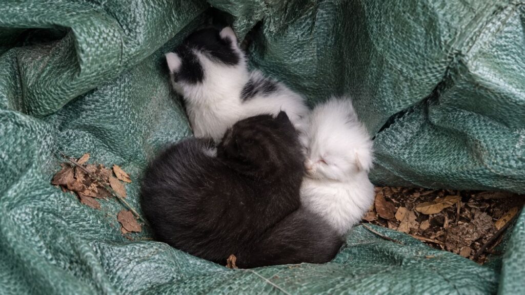 Filhotes de gatinho são encontrados no capô de carro antigo entre folhas